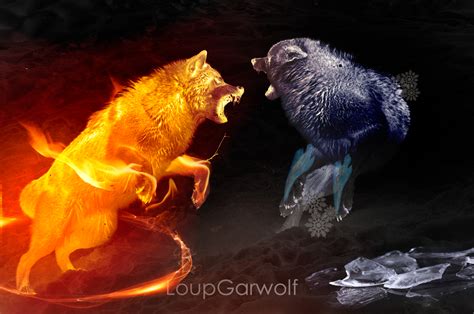 Wolves Fight V1 By Loupgarwolf On Deviantart