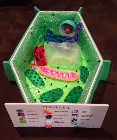 Plant Cell 3d Model For Middle School Life Science Or High School