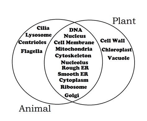 Animal cells are of various sizes and have irregular shapes. Animal and Plant Cell Diagrams | 101 Diagrams