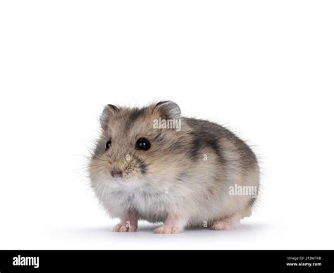 Cute Baby Hamster Standing Facing Front Looking Towards Camera