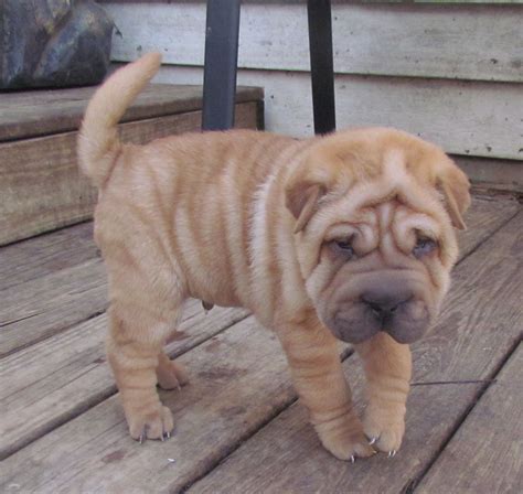 Miniature Shar Pei Chinese Not Recognized Shar Pei Chinese Shar