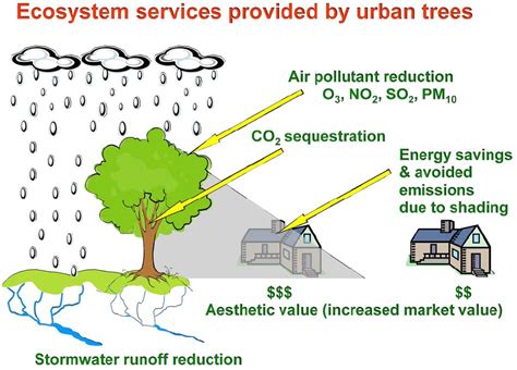 Urban Forest Based Solutions For Resilient Cities Resilience Blog