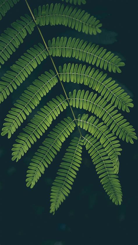 Download Wallpaper 1080x1920 Fern Leaf Plant Green Samsung Galaxy S4