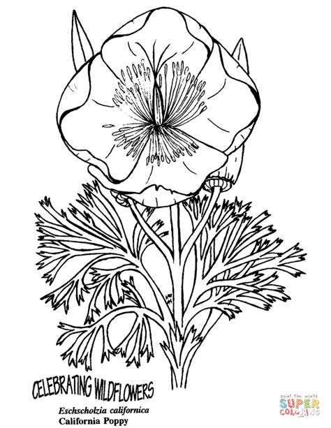 Poppy and branch coloring page. California Poppy coloring page | Free Printable Coloring Pages
