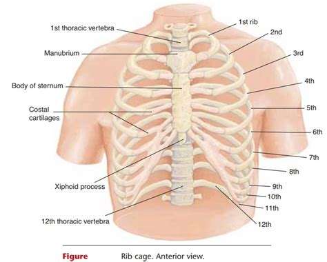 Gross anatomy of axial skeleton. Rib Cage - Skeleton