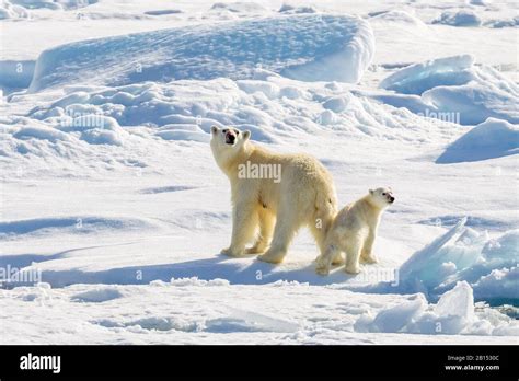 Polar Bear Ursus Maritimus Mother With Polar Bear Cub Greenland