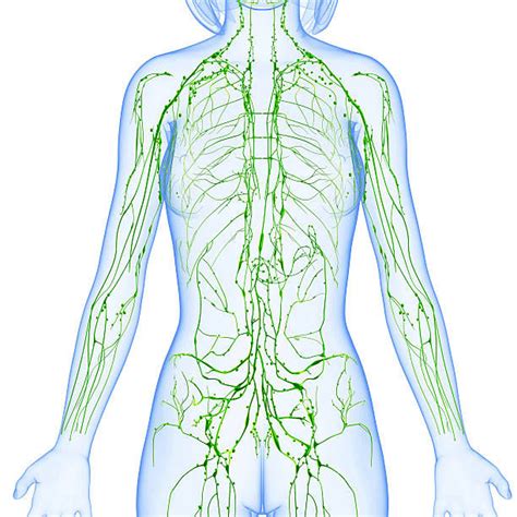 The Lymphatic System Housekeeping For Your Organs