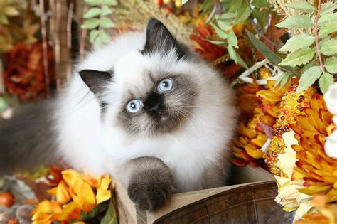 Raise healthy kittens with sweet personalities. Lacey - Doll Face Seal Point Himalayan Kitten for ...