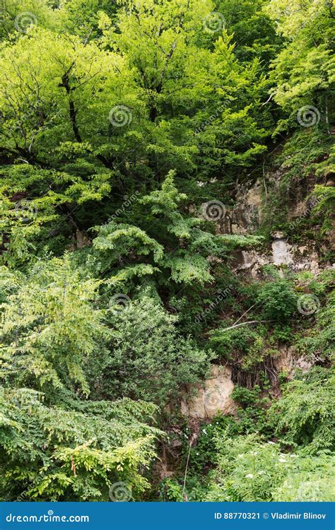 Mountain Slope Overgrown With Plants Stock Image Image Of Nature