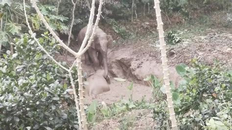 Asian Elephant Stuck In Mud Rescued In SW China S Yunnan Https T Co