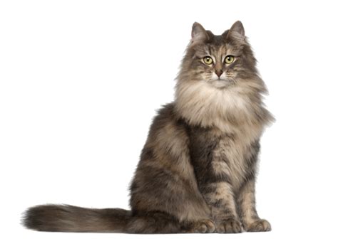 Norwegian Forest Cat Breed Facts And Information Petcoach