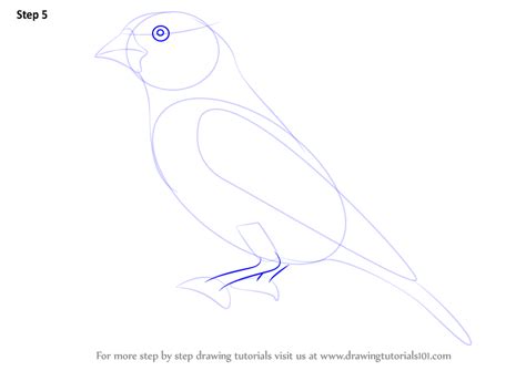 Learn How to Draw a Greenfinch (Birds) Step by Step ...