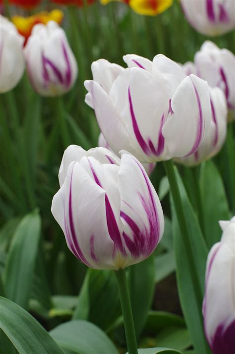 A White Tulip With Stunning Purple Flames A Classic