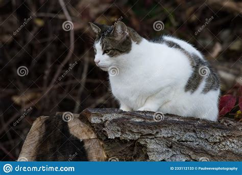 Feral Cat Felis Catus Stock Image Image Of North 233112133
