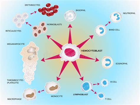 Platelets Megakaryocyte Stock Illustrations 23 Platelets