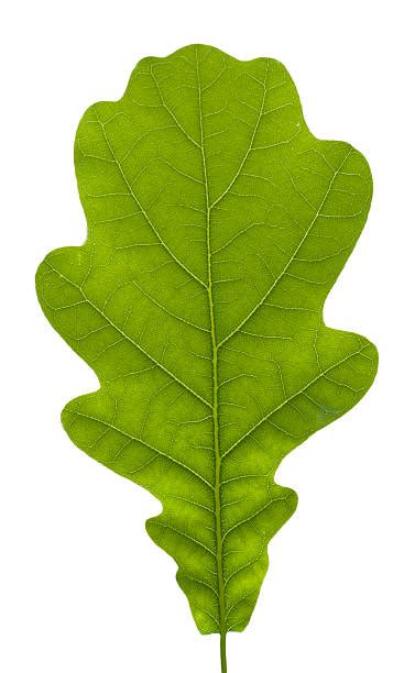 Oak Leaf Pictures Images And Stock Photos Istock