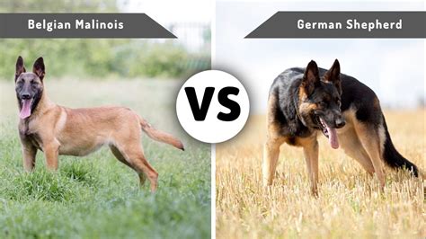Belgian Malinois Vs German Shepherd A Comprehensive Comparison