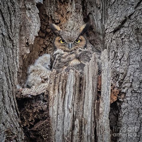 Great Horned Owl Nesting Photograph By Rudy Viereckl Fine Art America