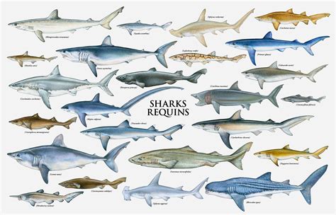 Shark Chart Types Of Sharks Species Of Sharks Shark