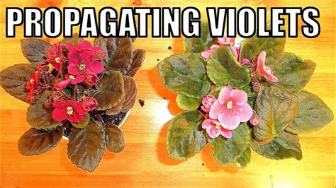 How To Propagate African Violets From Leaf Complete Easy Guide Youtube