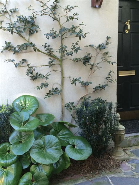 Tall Espaliered Plant Is A Camellia And The Lower Large Leaf One Is A