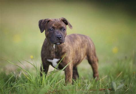 English Staffordshire Bull Terrier Puppies For Sale