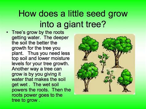 Planting Trees How Do Trees Grow