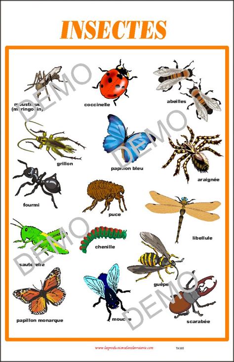 Affiche Les Insectes Téléchargeable