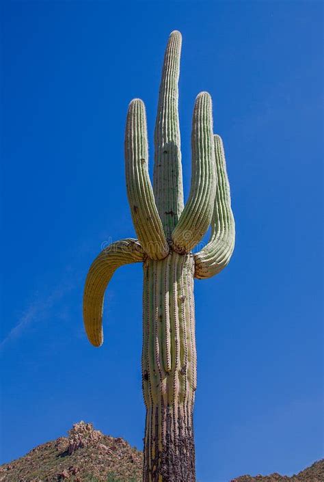 Arizona Saguaro National Park Tall Giant Cactus Stock Image Image Of