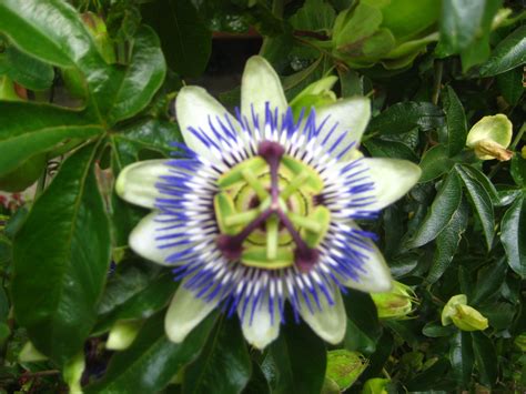 Passion Fruit Flower Different Colour Scheme Oddly Enough I Took The Picture While Visiting