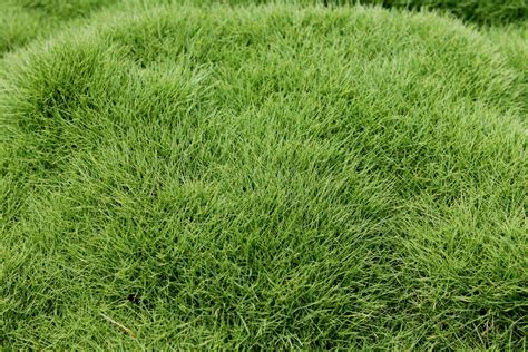 Zoysia Tenuifolia Buy No Mow Grass Plants Online 6 For 36