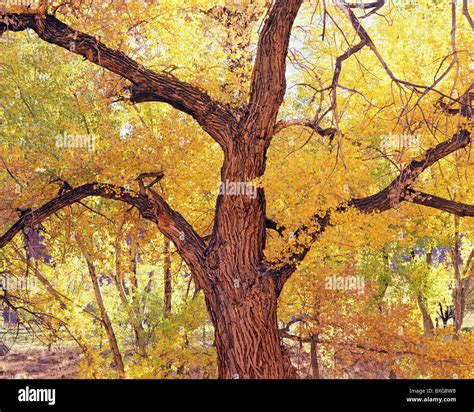 Old Cottonwood Tree Hi Res Stock Photography And Images Alamy