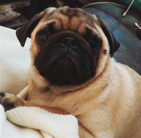 I strive for healthy pug puppies and only breed the best pug characteristics and traits possible. Pug Puppies for Sale in North Carolina, South Carolina, NC~SC - Carolina Pugs