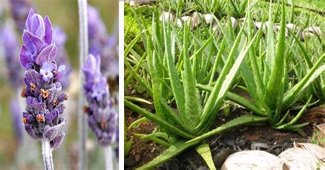 10 Highly Medicinal Plants You Can Grow At Home