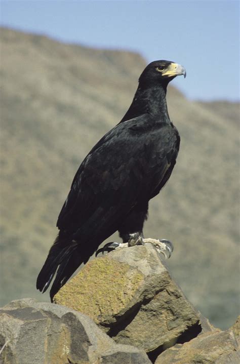 Black Eagles Animal Animal Mania