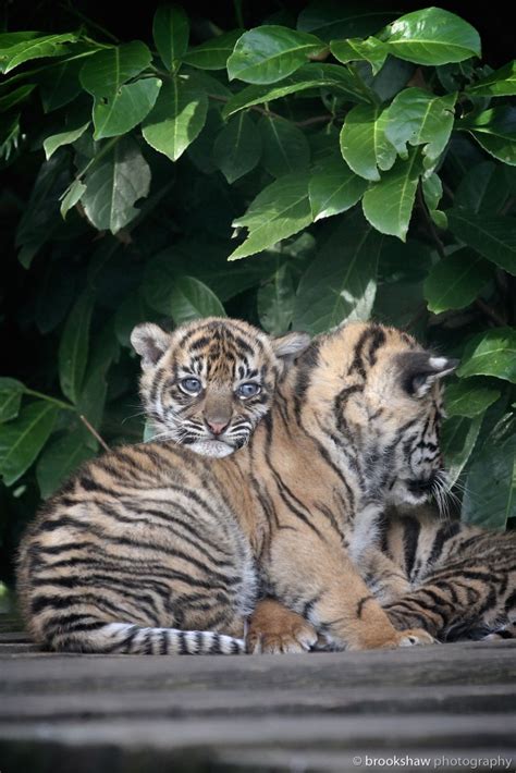 Brookshaw Photography — The Sumatran Tiger Cubs At Chester Zoo From