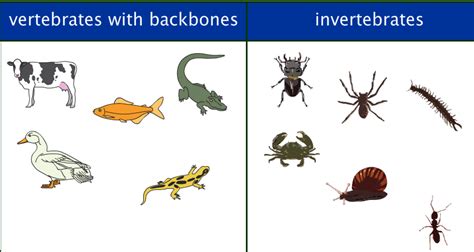 25 Important Difference Between Invertebrates And Vertebrates With