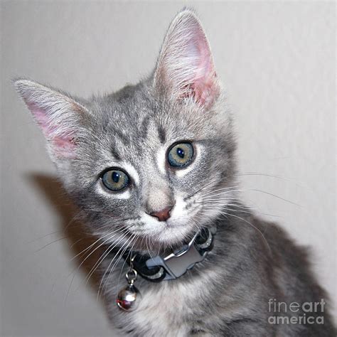 Fuzzy Gray Kitten Photograph By Debra Thompson Fine Art America