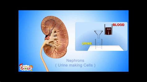 The Kidneys Its Functions Animation For Kids By Makemegenius
