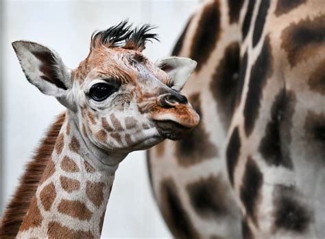 Widerlich Jägerin Erlegt Giraffe Und Schneidet Ihr Das Herz Raus