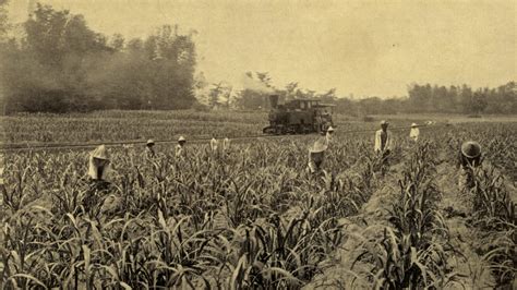Suburnya Pertanian Pulau Jawa Tahun 1930