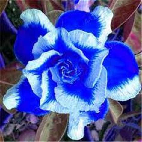 New Rare Blue Desert Rose Adenium 2 Seeds 100 True Variety Etsy