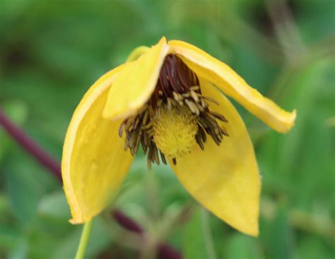 Maybe you would like to learn more about one of these? Clematis tangutica - Mark McNee