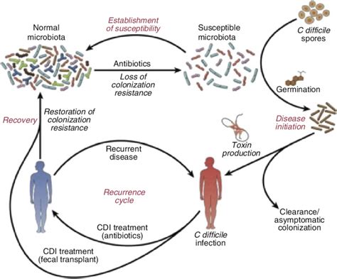 5 Human Gut Microbiota And Diseases 136 Download Scientific Diagram