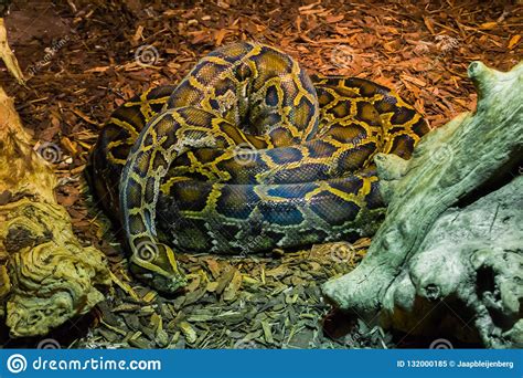 Coiled Up Big Python Snake Laying On The Ground Tropical Wildlife