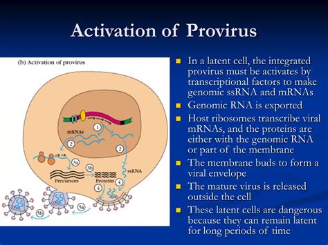 Ppt Aids And Other Immunodeficiencies Powerpoint Presentation Free