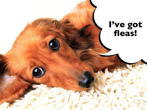 How Do I Know If My Dachshund Has Fleas I Love Dachshunds