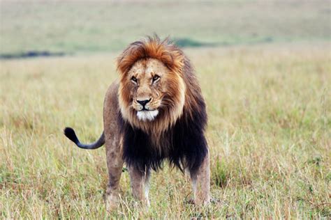 5 Scary Facts About Lions This World Lion Day Africa Geographic