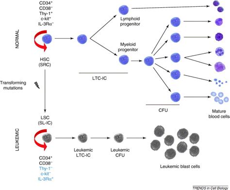 Cancer Stem Cells Lessons From Leukemia Trends In Cell Biology
