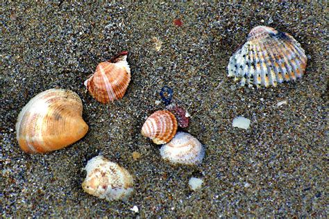 Seashells By The Seashore Photograph By Ellen Heaverlo Fine Art America